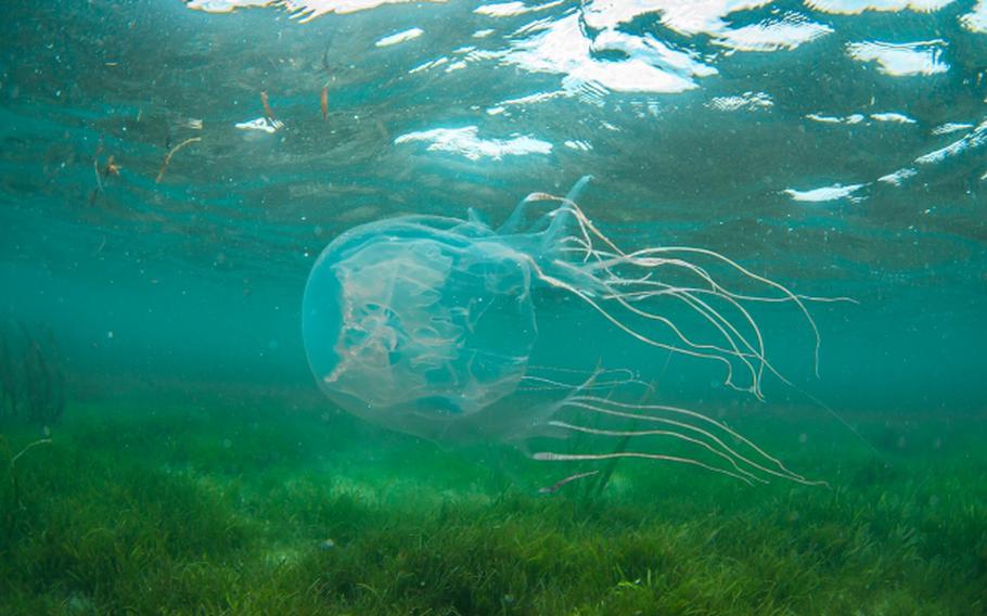 Habu Kurage (Jellyfish) in the ocean.